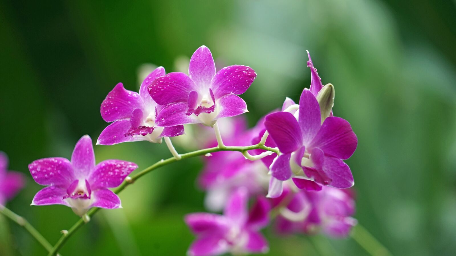 Sony a7 + Sony FE 24-240mm F3.5-6.3 OSS sample photo. Orchids, purple, blossom photography