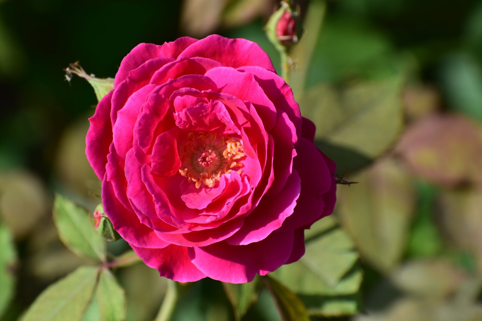 Nikon D3300 sample photo. Flower, rose, nature photography