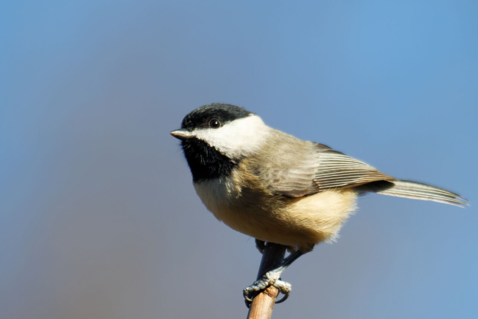 Canon EOS 70D sample photo. Chickadee, bird, birding photography