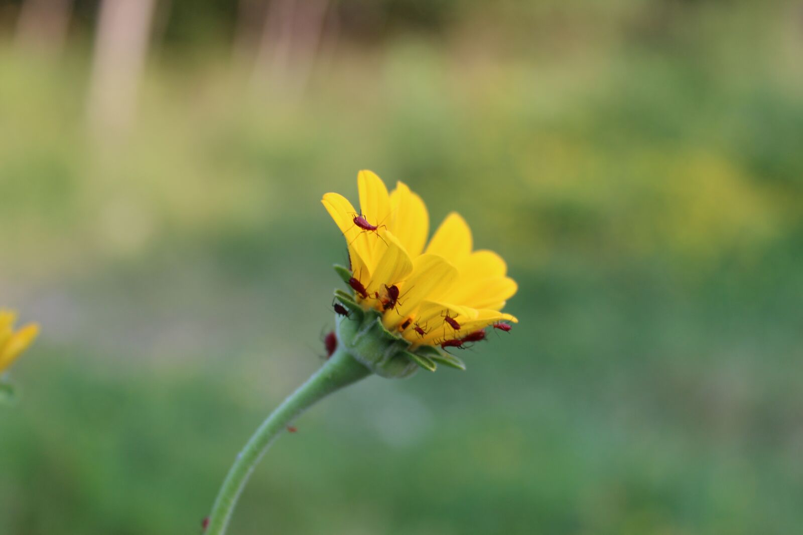 Canon EOS 1300D (EOS Rebel T6 / EOS Kiss X80) sample photo. Flower, yellow, blossom photography