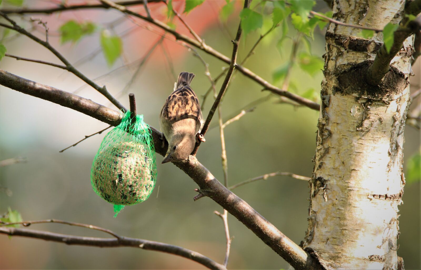 Tamron SP 150-600mm F5-6.3 Di VC USD sample photo. Sparrow, bird, songbird photography