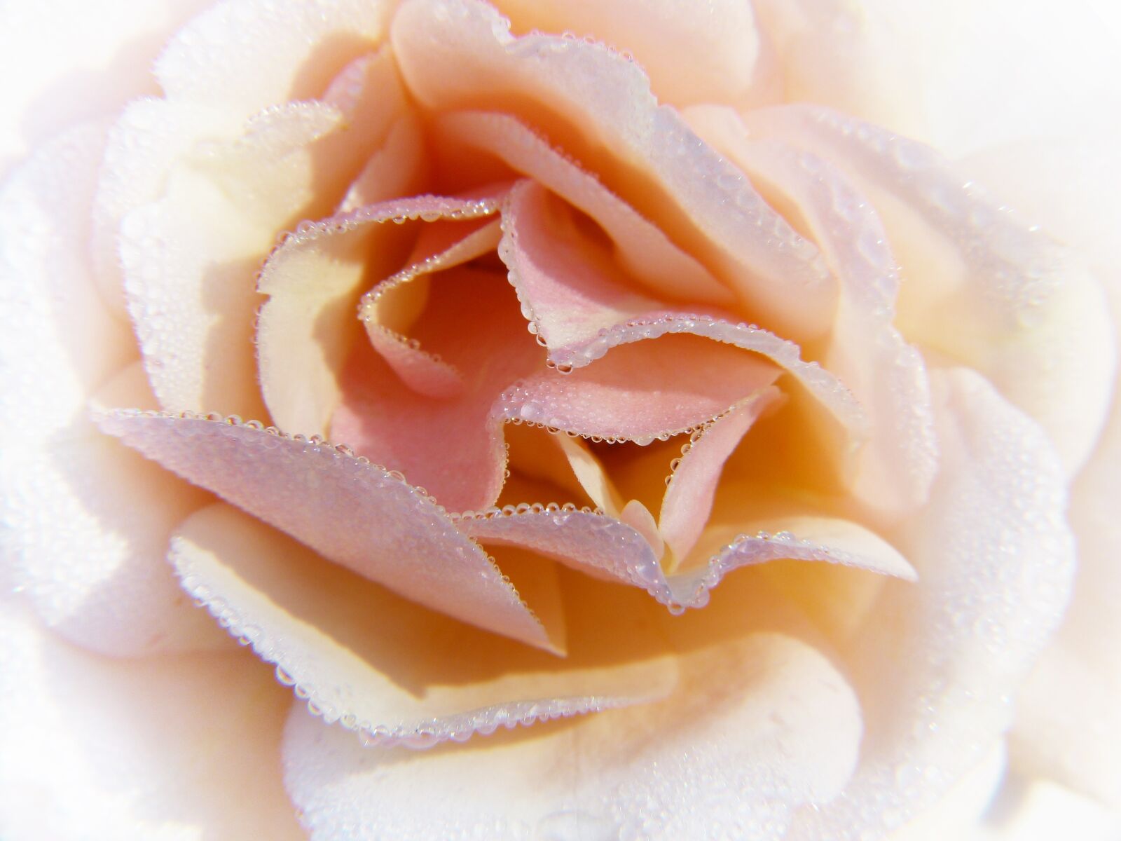 Panasonic Lumix DMC-FZ150 sample photo. Rose, drop of water photography