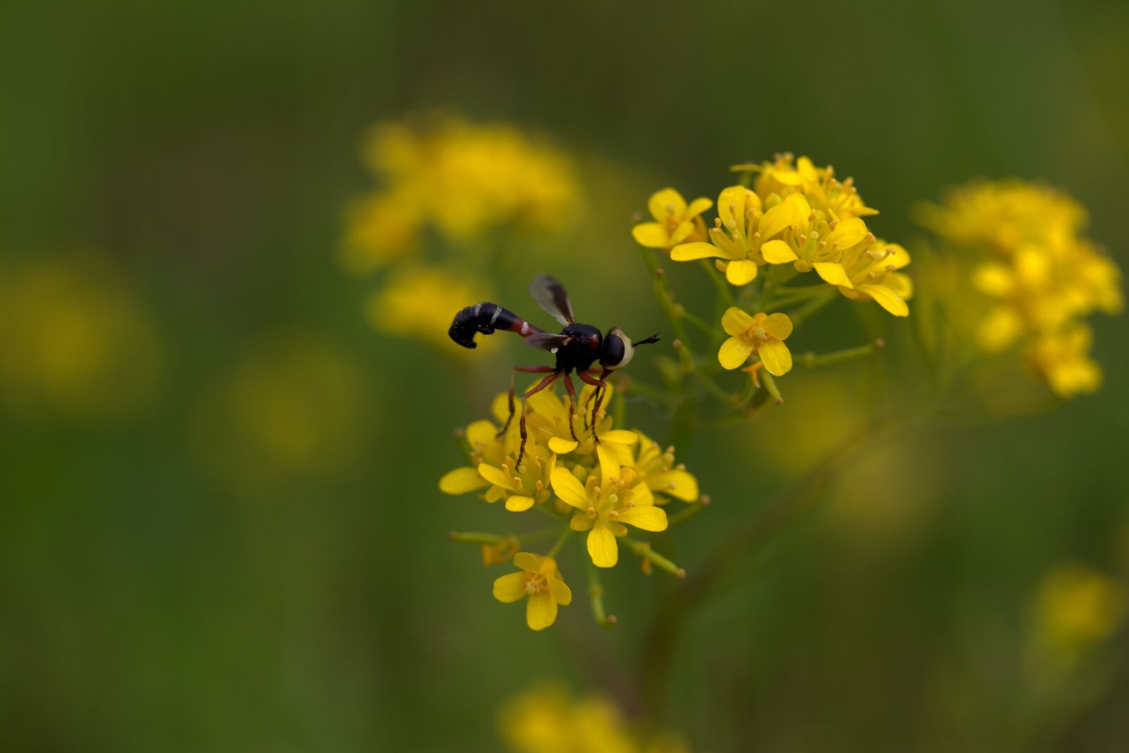 Canon EF-S 60mm F2.8 Macro USM sample photo. Wasp, flower, yellow photography