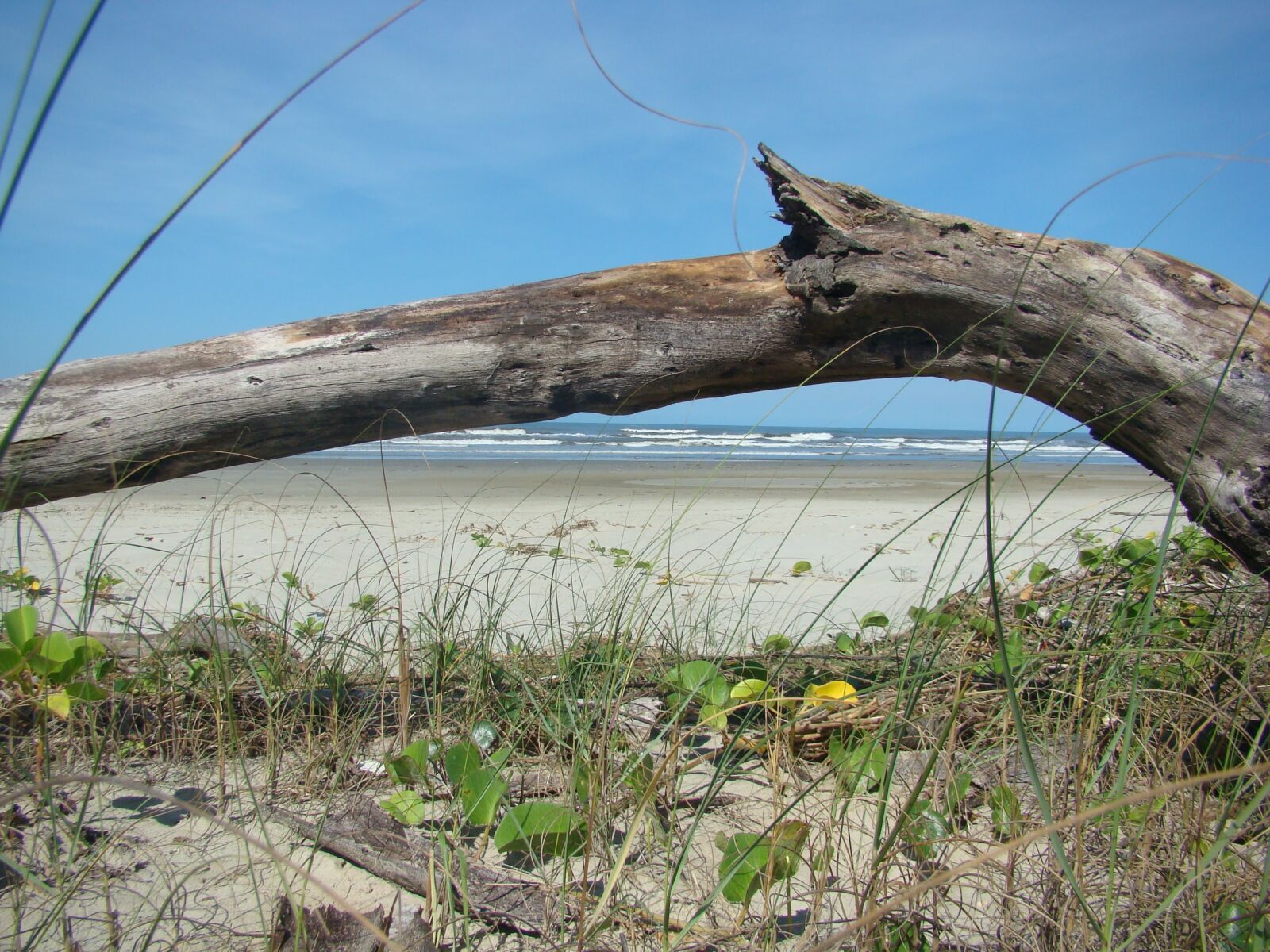 Sony DSC-H7 sample photo. Trunk, beach, mar photography