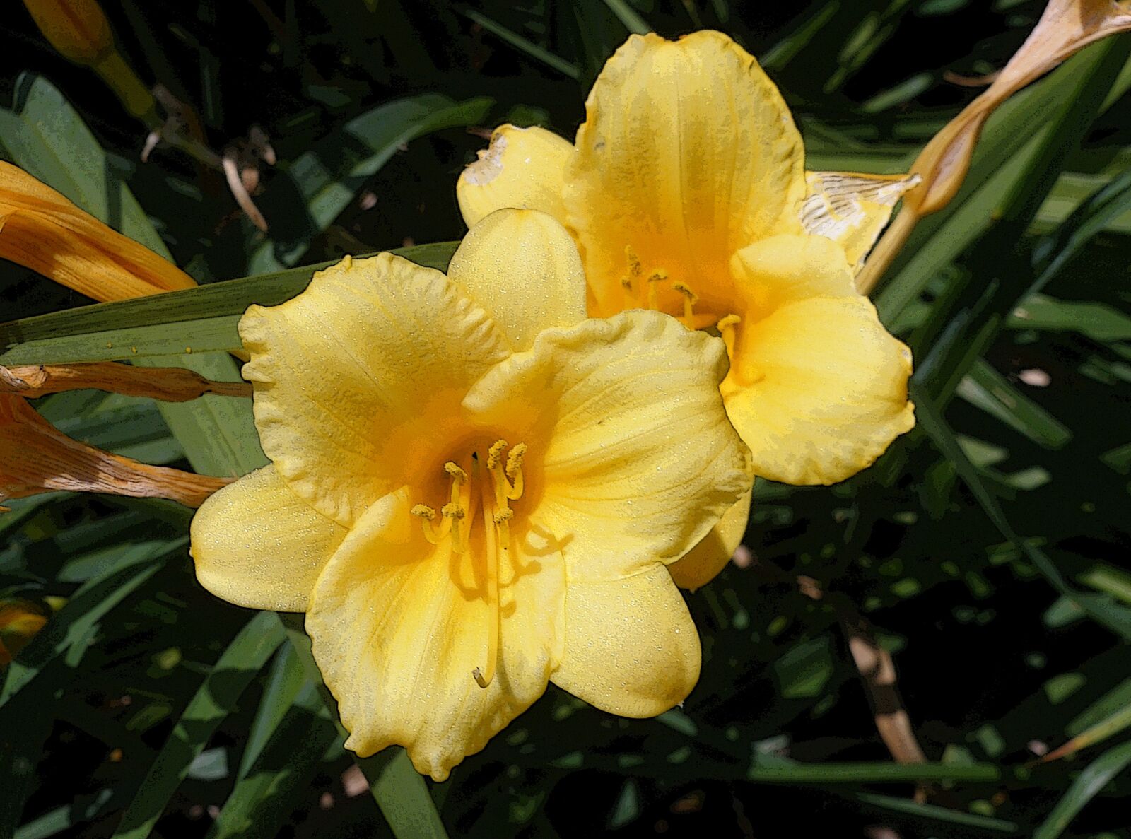 Olympus FE340,X855,C560 sample photo. Lily, garden flower, flora photography