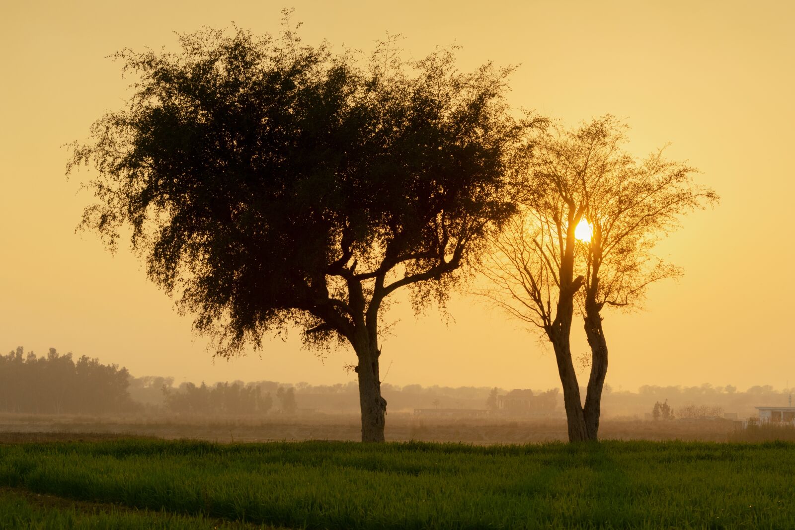 Nikon D5300 sample photo. Landscape, tree, sunset photography