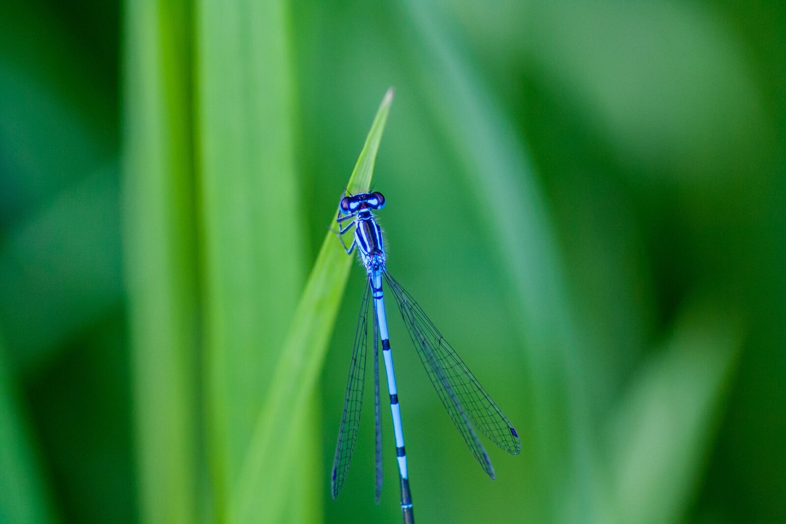 Canon EOS 1000D (EOS Digital Rebel XS / EOS Kiss F) sample photo. Nature, insects, dragonfly photography
