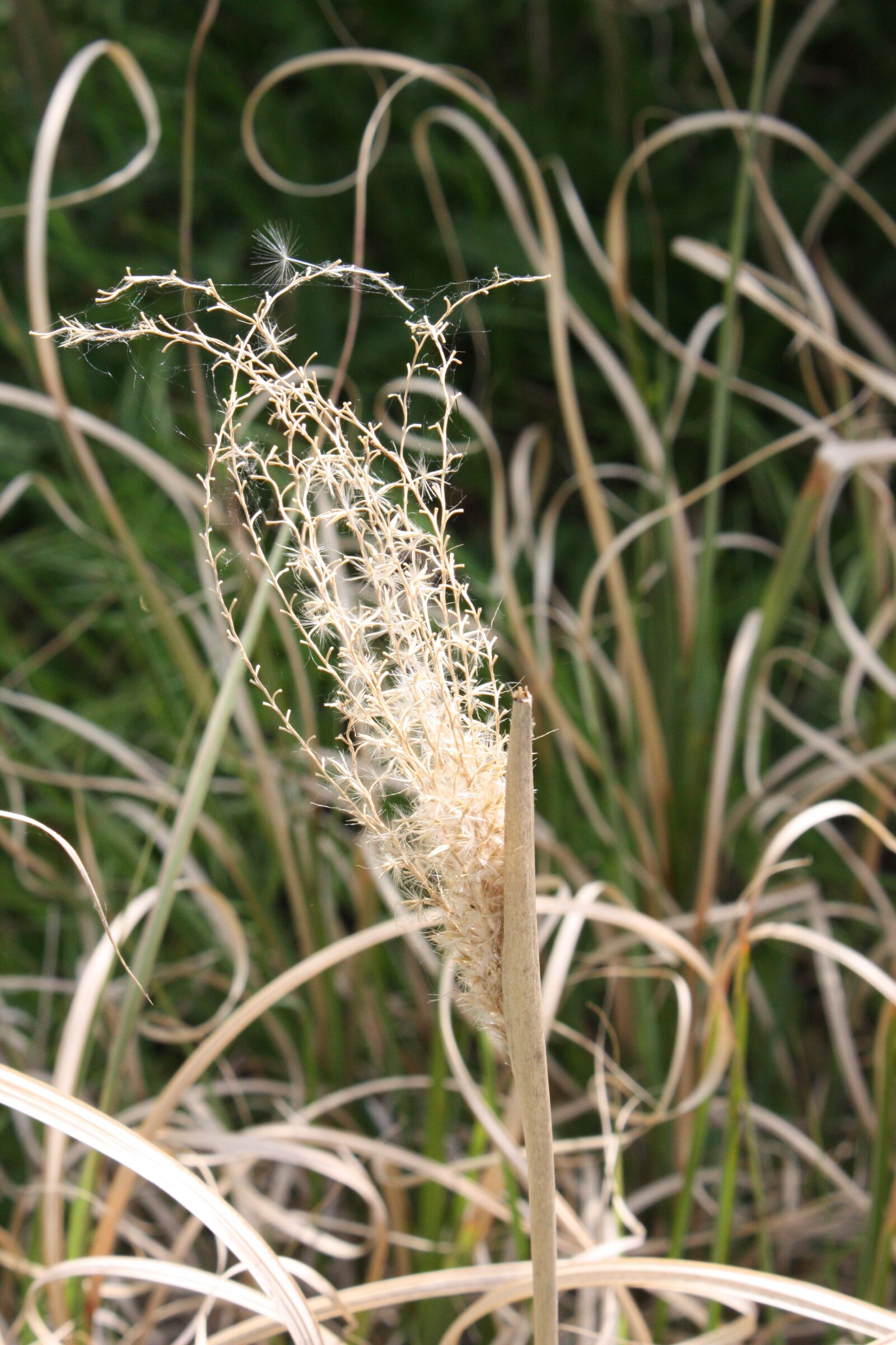 Canon EOS 450D (EOS Rebel XSi / EOS Kiss X2) sample photo. Bulrush, nature, spring photography