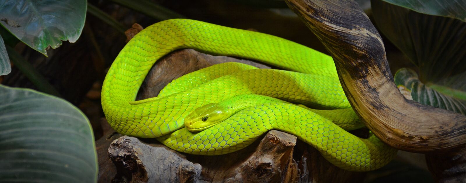 Nikon D5200 sample photo. Green mamba, snake, mamba photography