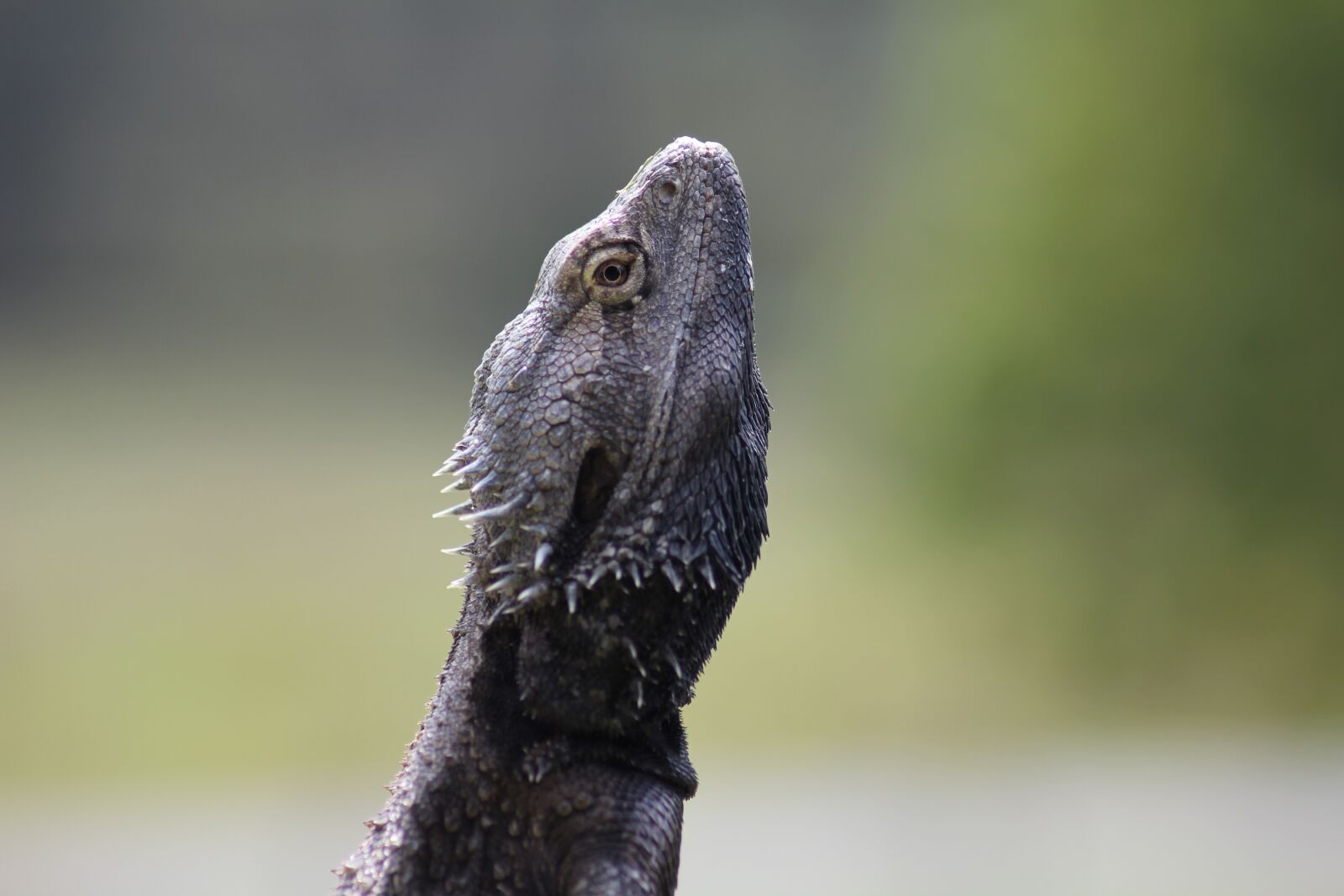 Canon EOS 550D (EOS Rebel T2i / EOS Kiss X4) sample photo. Bearded, dragon, reptile photography