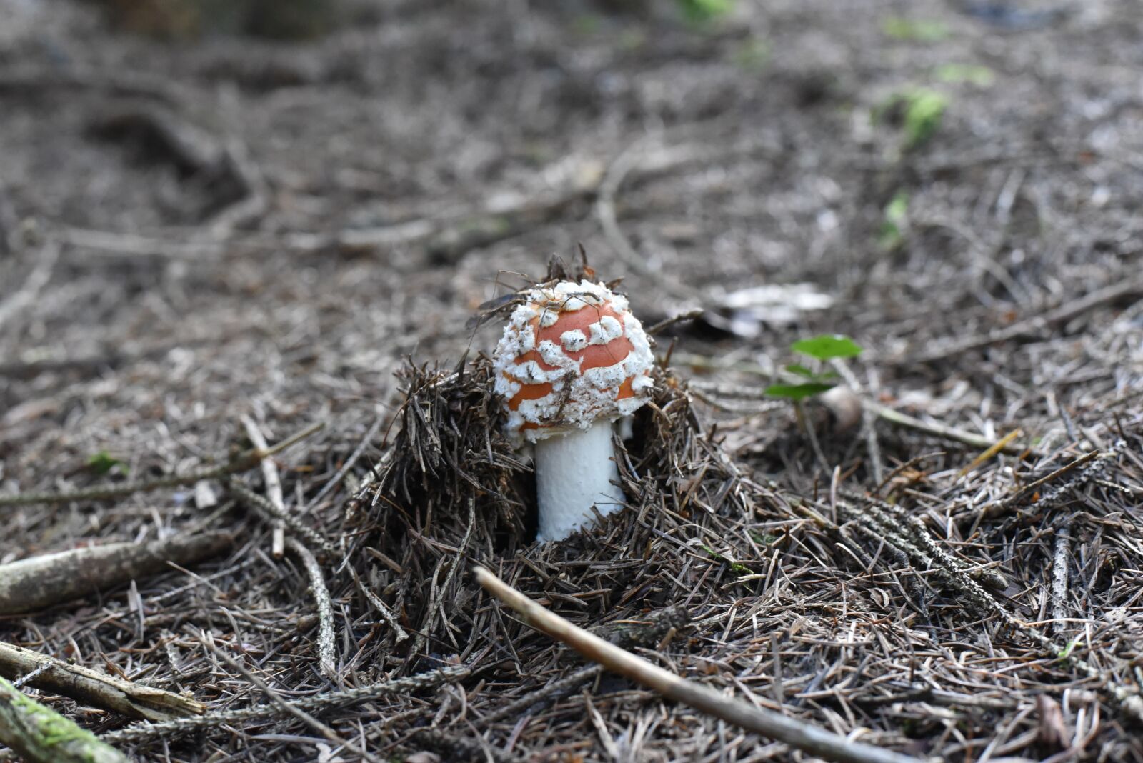 Nikon D750 sample photo. Fly agaric, mushrooms, nature photography