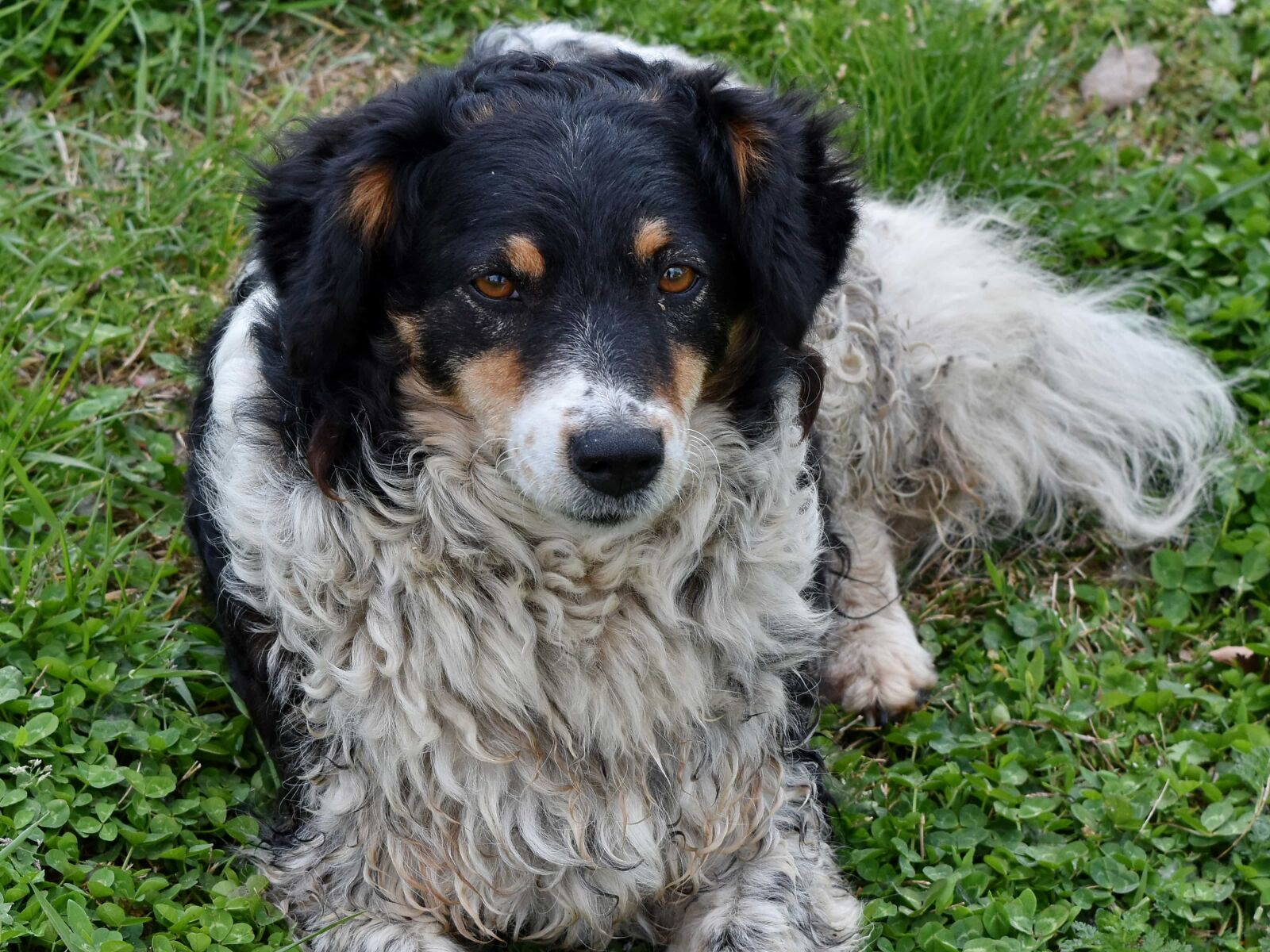 Nikon D5500 sample photo. Friend, cute, puppy, canine photography