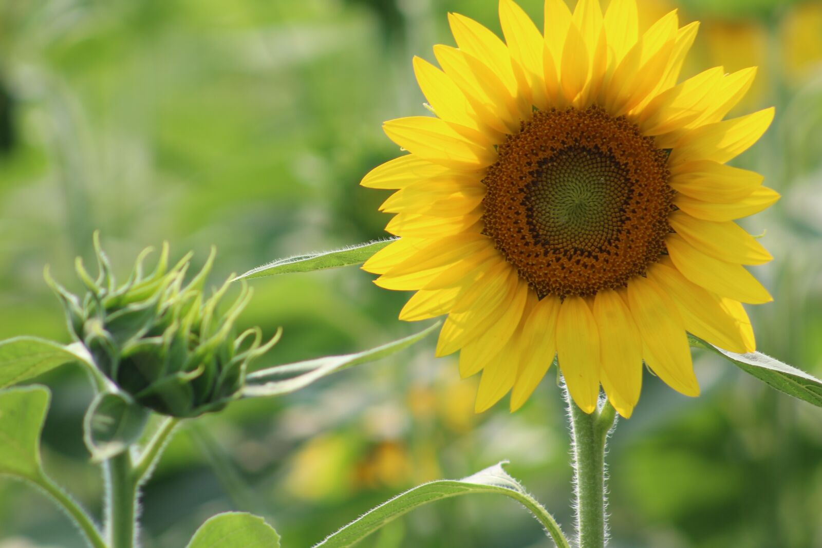 Canon EOS 1300D (EOS Rebel T6 / EOS Kiss X80) sample photo. Sunflower, flower, yellow photography