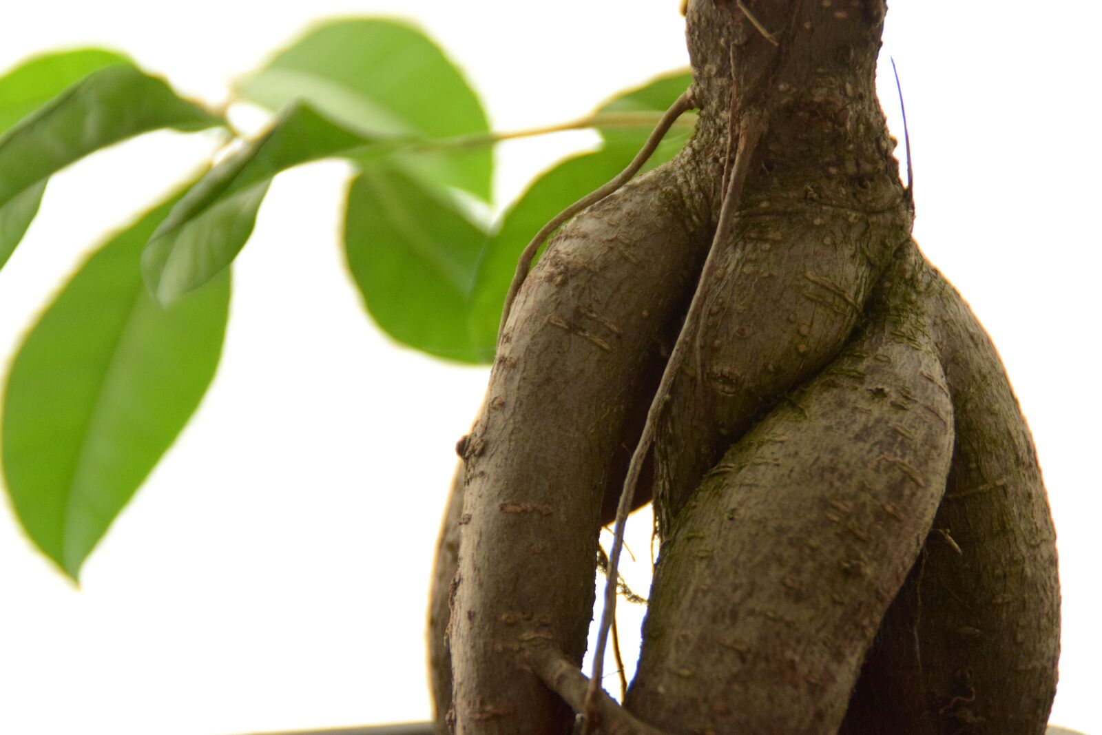 Nikon D5300 sample photo. Ficus, plant, leaves photography