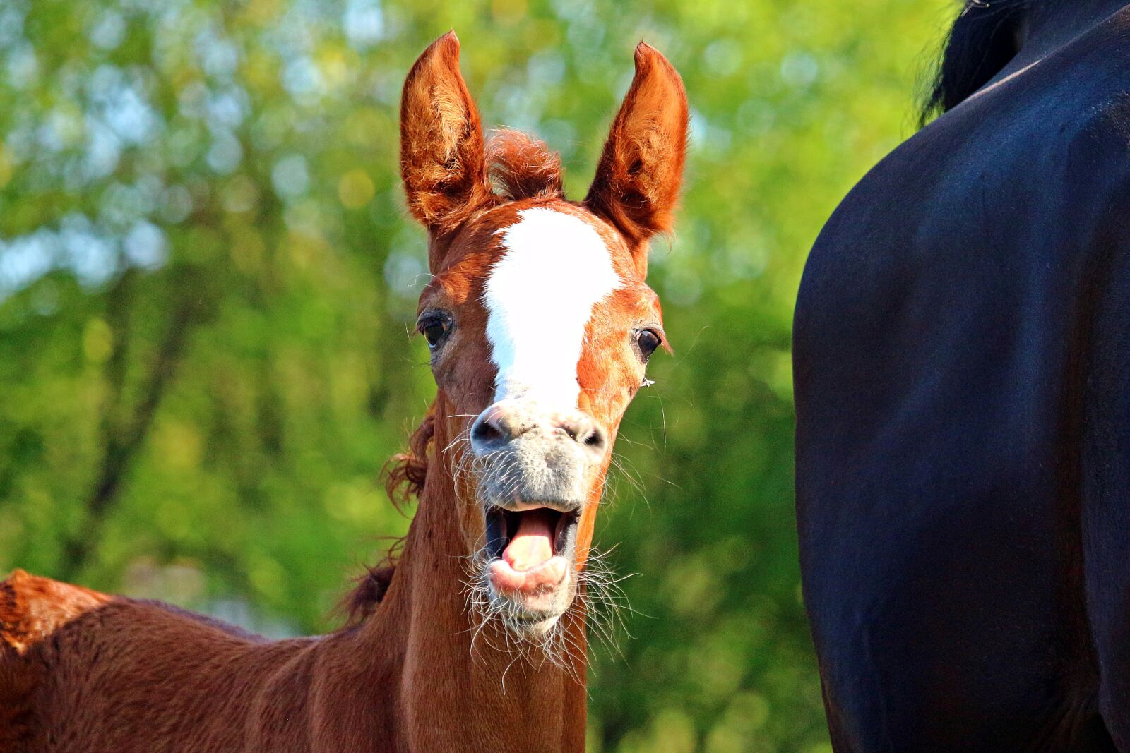 Canon EOS 100D (EOS Rebel SL1 / EOS Kiss X7) sample photo. Foal, horse, fuchs photography