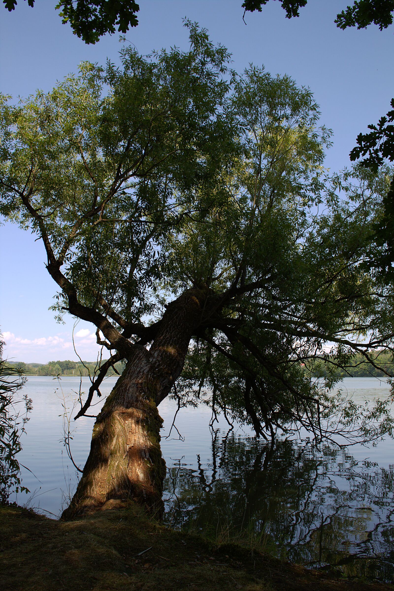 Canon EOS 700D (EOS Rebel T5i / EOS Kiss X7i) sample photo. Tree, pasture, perspective photography