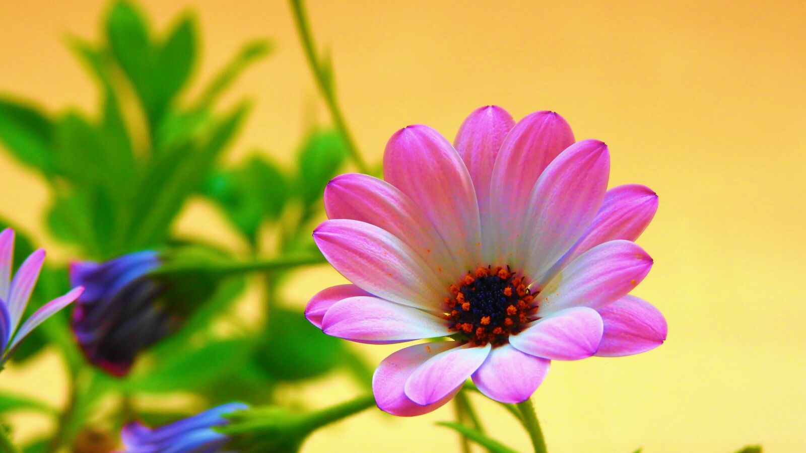 Nikon Coolpix P900 sample photo. Flower, margaret, vase photography