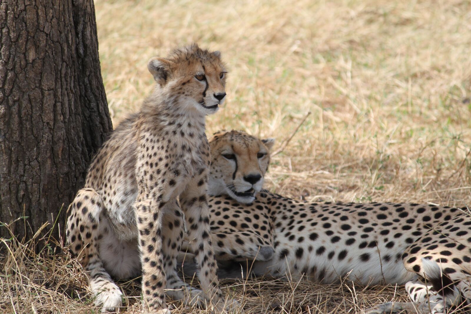 Canon EOS 500D (EOS Rebel T1i / EOS Kiss X3) sample photo. Africa, safari, tanzania photography