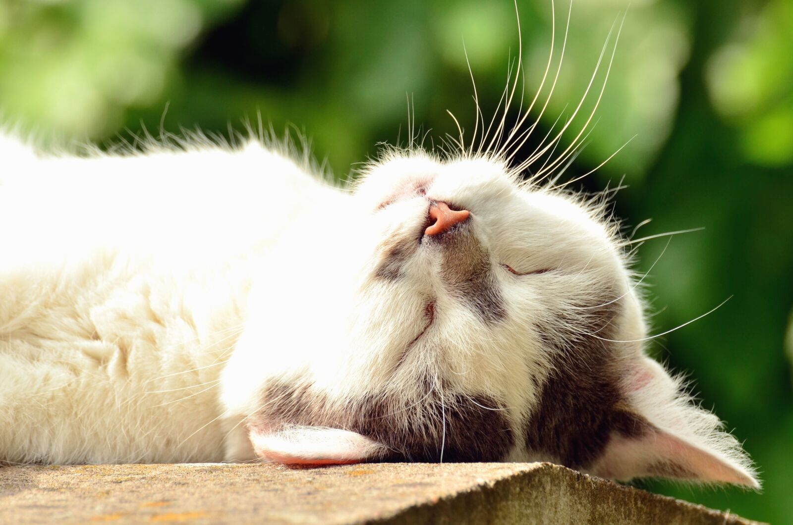 Nikon D5100 sample photo. Kitten, fur, table, cat photography