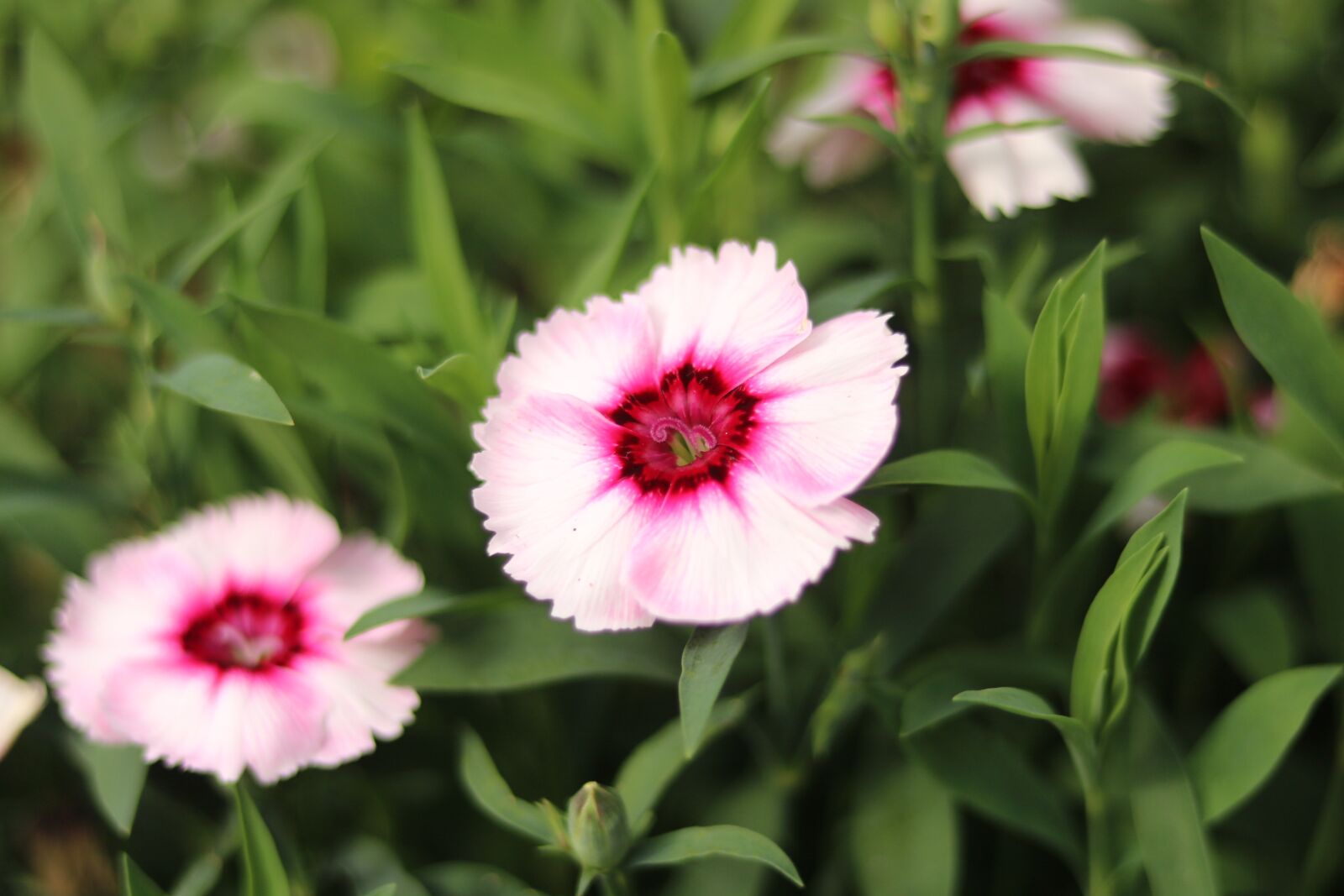 Canon EOS 750D (EOS Rebel T6i / EOS Kiss X8i) sample photo. Flower, plant, nature photography