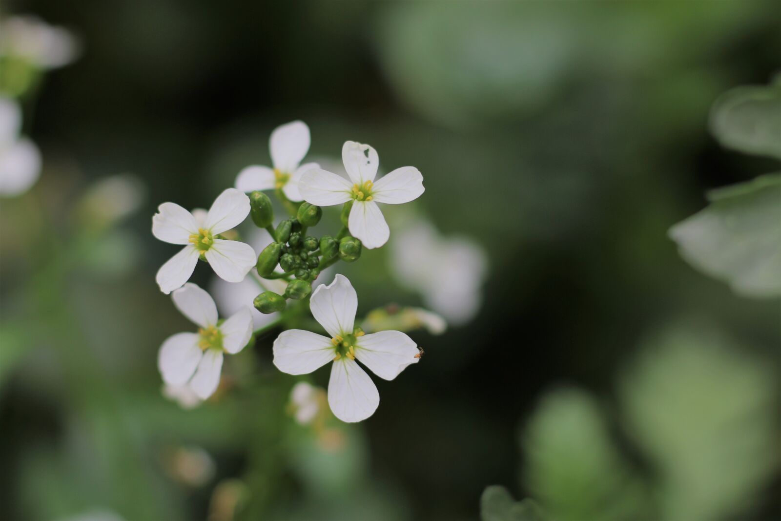 Canon EOS 70D + Canon EF 50mm F1.8 STM sample photo. Winter, flower, white photography