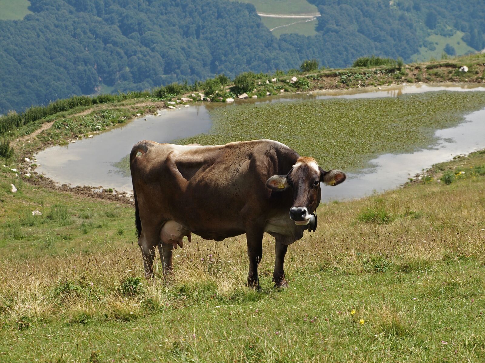 Olympus PEN E-PL1 sample photo. Cow, beef, animals photography
