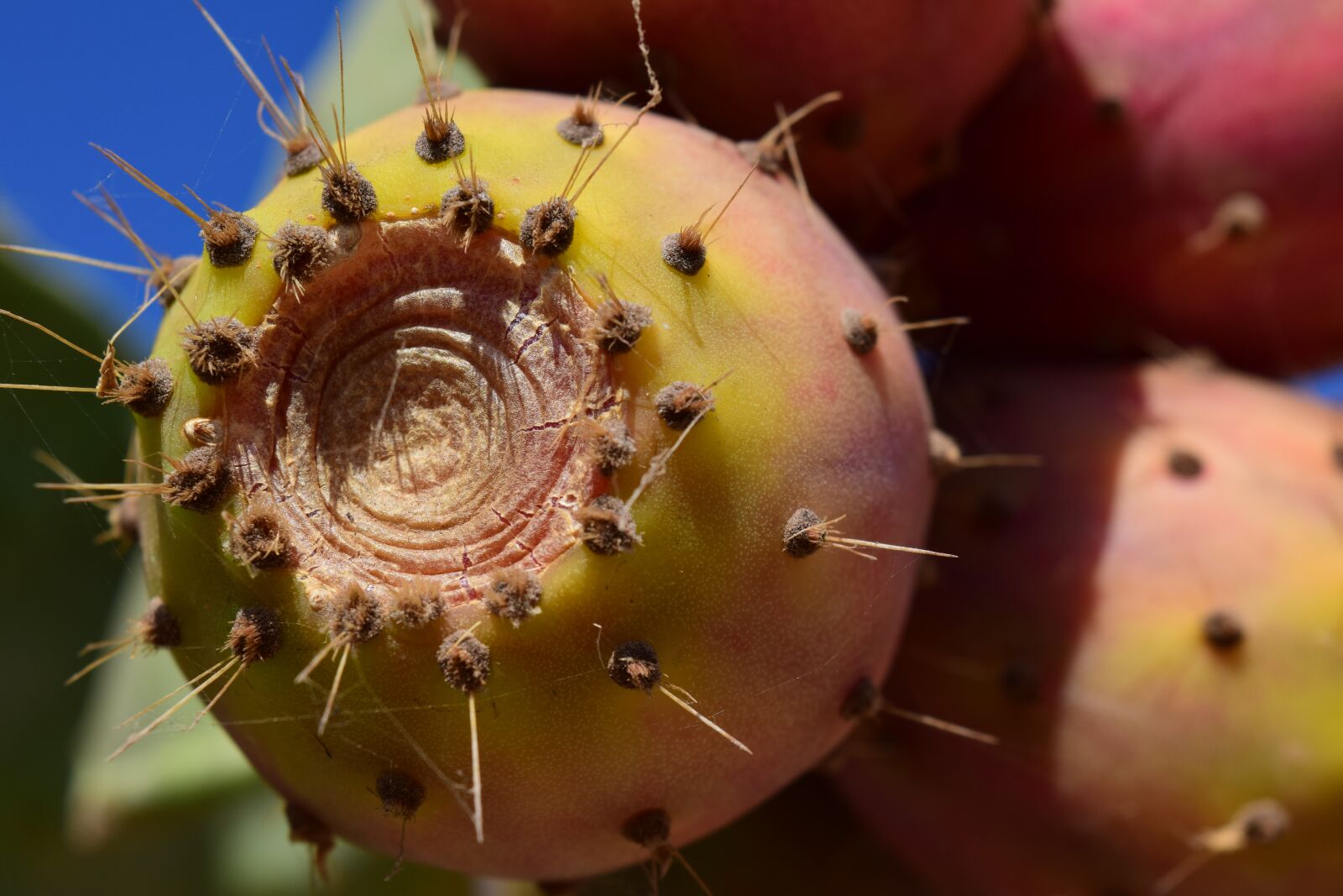 Nikon D3300 sample photo. Prickly pear, fruit, cactus photography