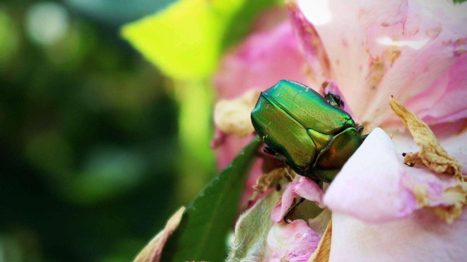 Canon EOS 100D (EOS Rebel SL1 / EOS Kiss X7) sample photo. Citonia, insects, garden photography