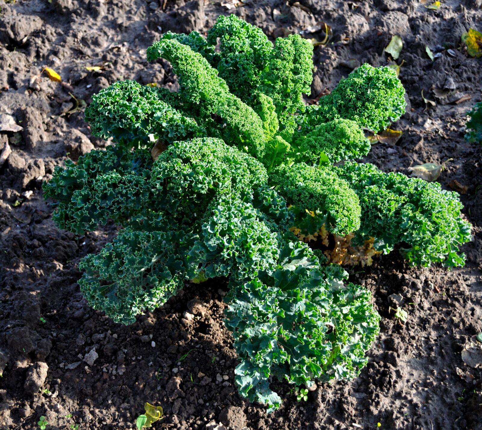 Nikon D5000 sample photo. Kale, vegetables, vegetable plant photography