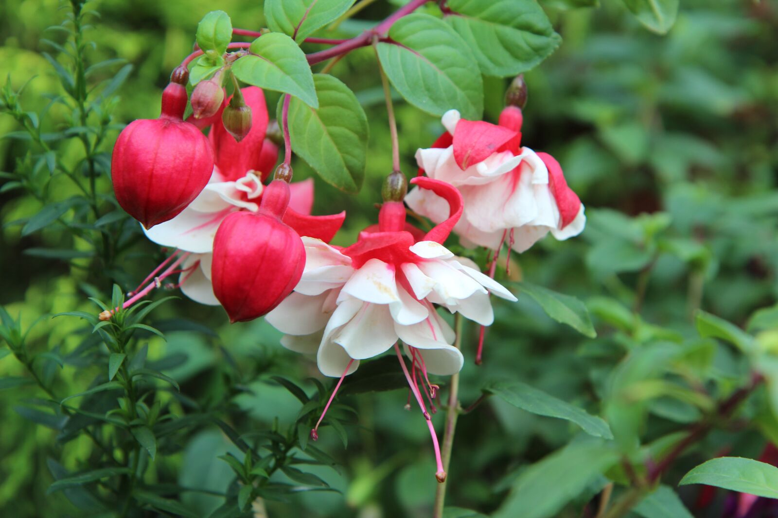 Canon EOS 600D (Rebel EOS T3i / EOS Kiss X5) sample photo. Fushia, fushia bi-color, flowering photography