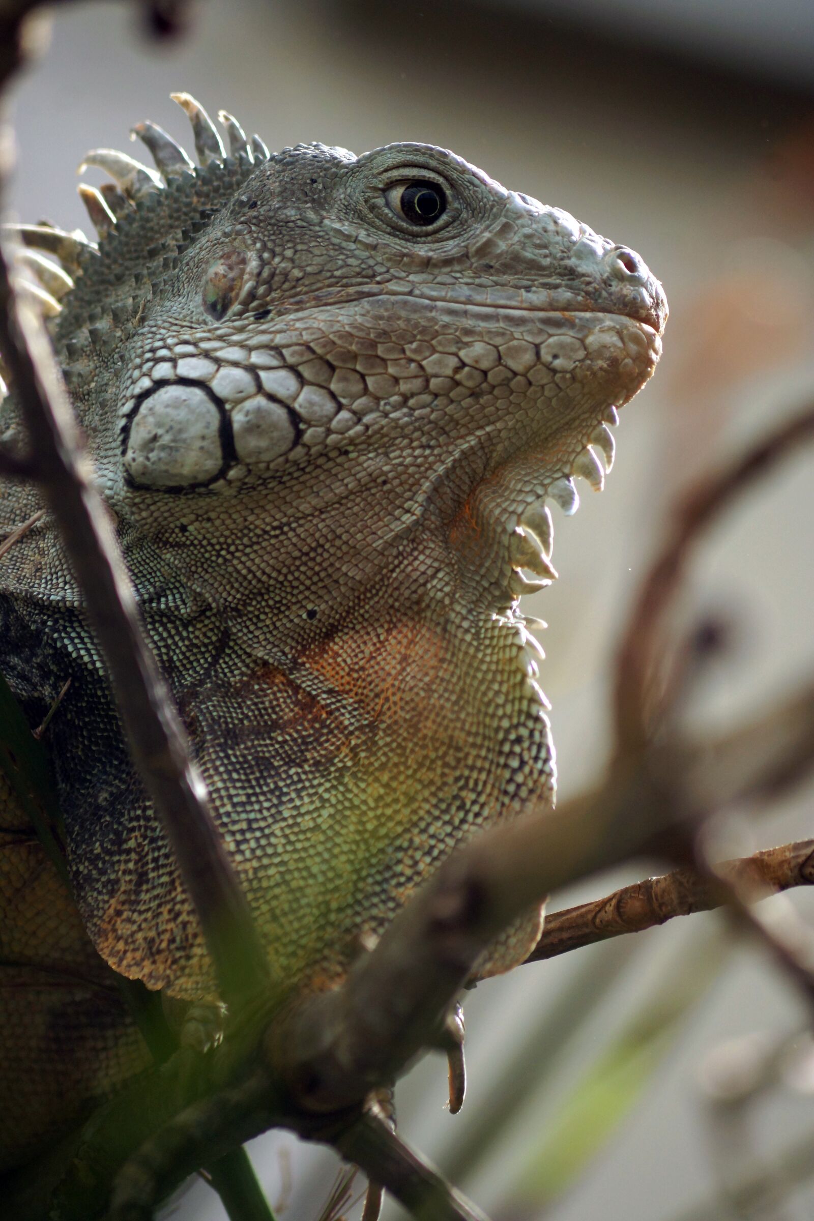 Sony SLT-A77 + Sony DT 55-200mm F4-5.6 SAM sample photo. Lizard, reptile, animal photography