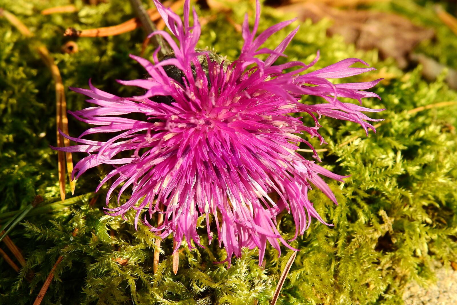Nikon Coolpix P900 sample photo. Flower, autumn, nature photography