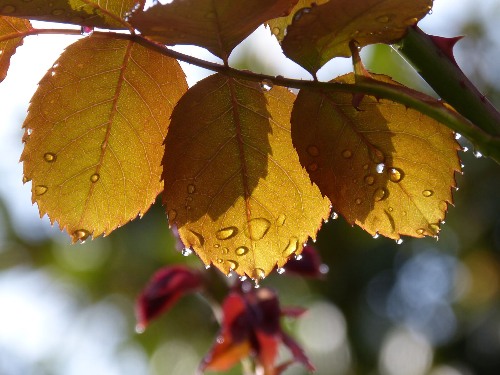Panasonic DMC-FZ62 sample photo. Leaves, rosebush, drops photography