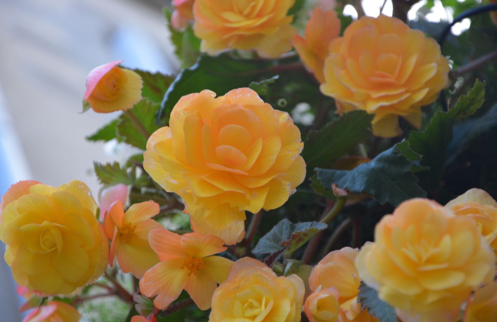 Nikon D5200 sample photo. Flowers, yellow rose, yellow photography
