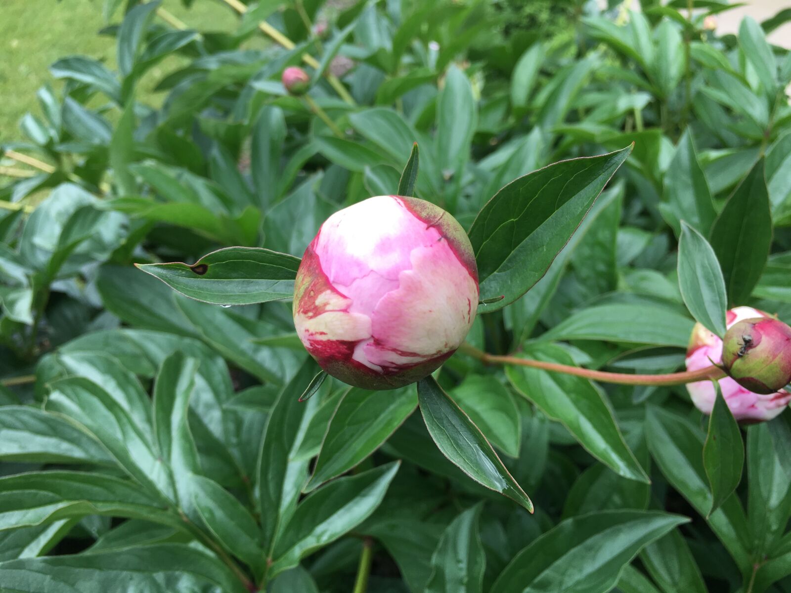 Apple iPhone 6s sample photo. Peony, pink, flower photography