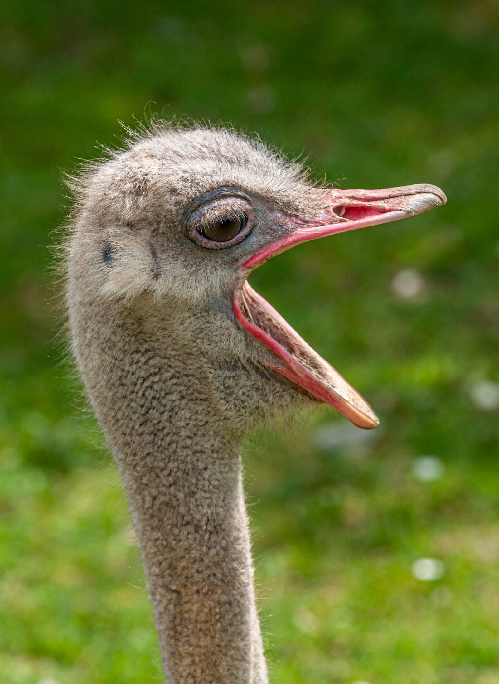 Nikon D300 sample photo. The ostrich, beak, open photography