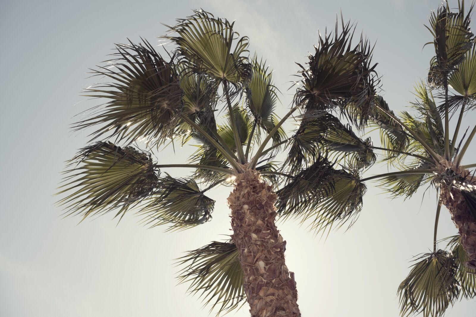 Fujifilm XF 35mm F1.4 R sample photo. Palm tree, blue sky photography