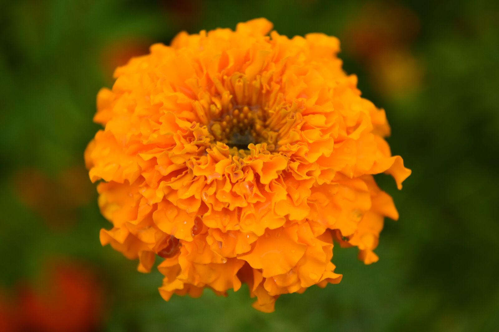 Nikon D3300 sample photo. Tagete, marigold, blossom photography