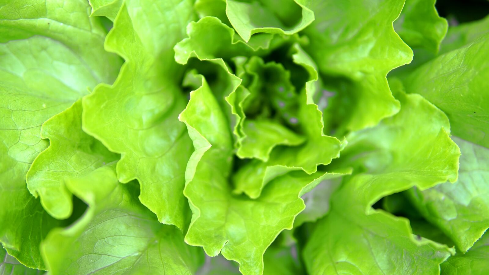 Sigma 30mm F1.4 DC DN | C sample photo. Salad, lettuce, fresh photography