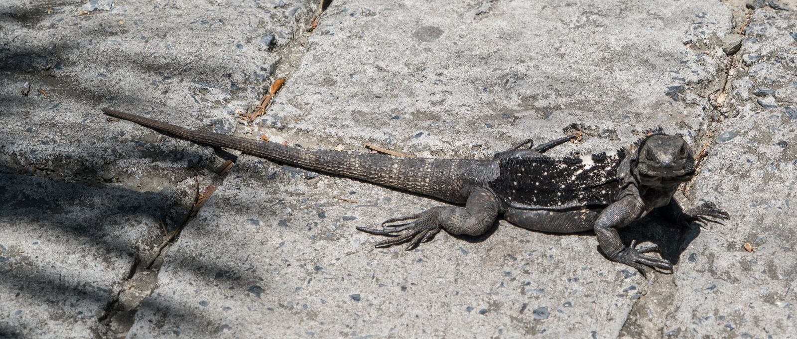 Sony a7R II sample photo. Endangered, black iguana, reptile photography