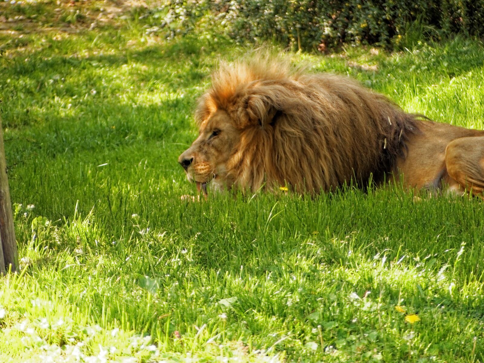 Panasonic Lumix DMC-FZ200 sample photo. Nature, animals, big cat photography