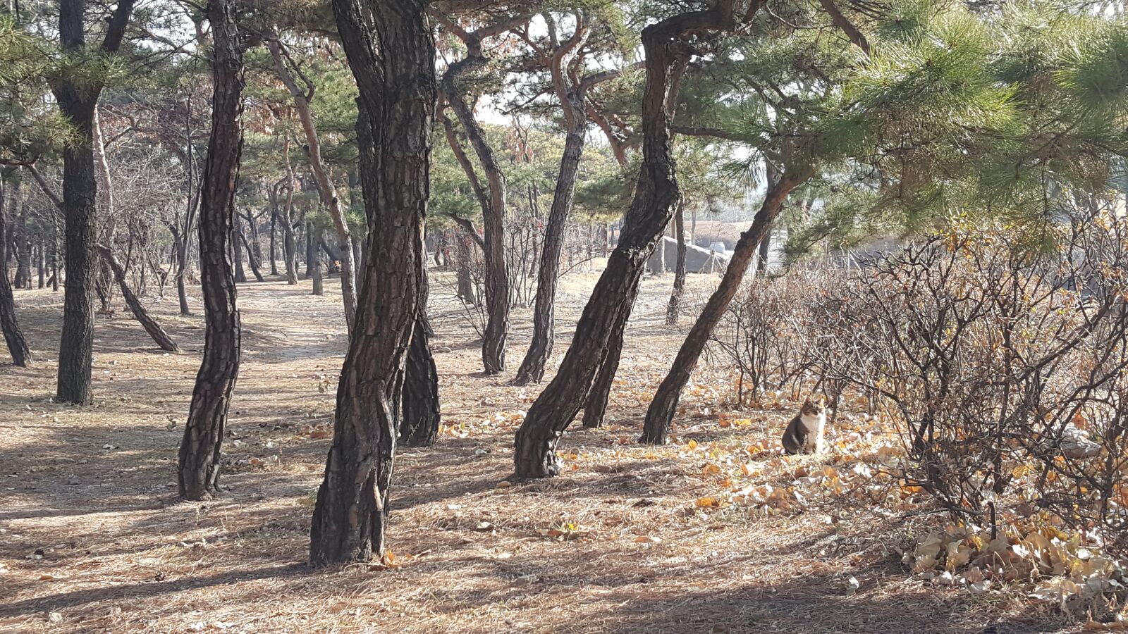 Samsung Galaxy Note5 sample photo. Cat, tree, nature photography