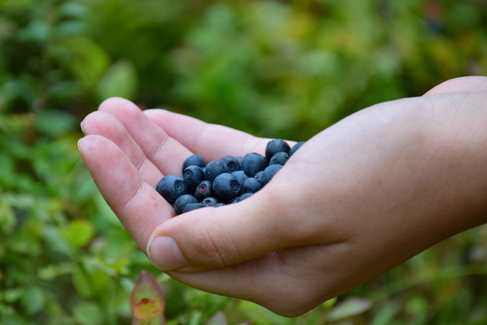 Nikon D3300 sample photo. Blueberries, hand, forest photography