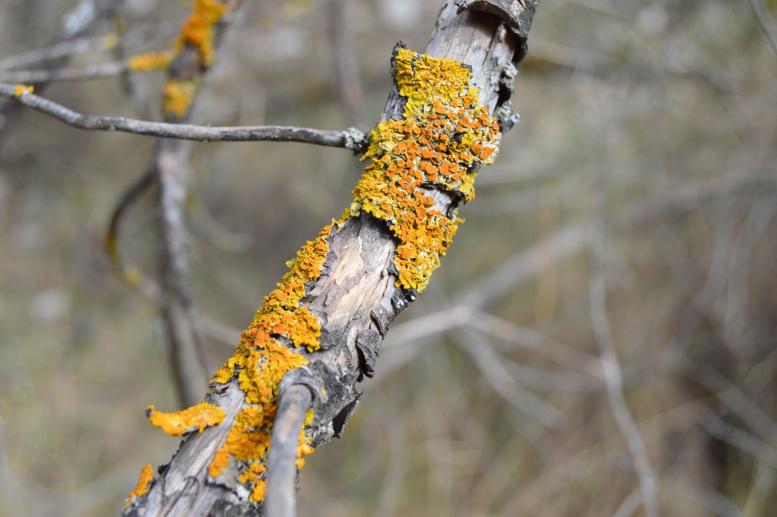 Nikon D3200 sample photo. Fungi, nature, lichen photography