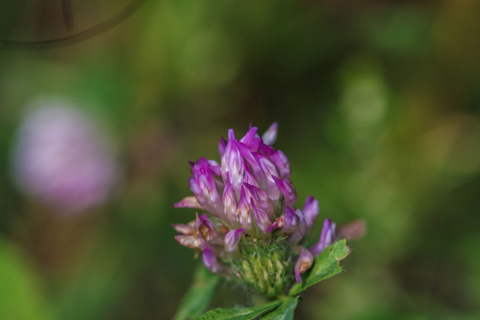 Canon EOS 7D Mark II sample photo. Summer flower, nature, pink photography