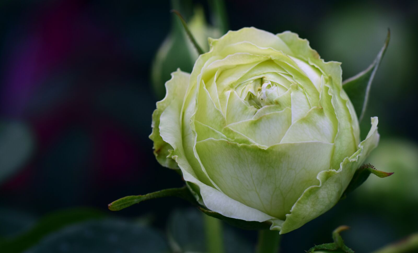 Nikon D3300 sample photo. Rose, old, old variety photography