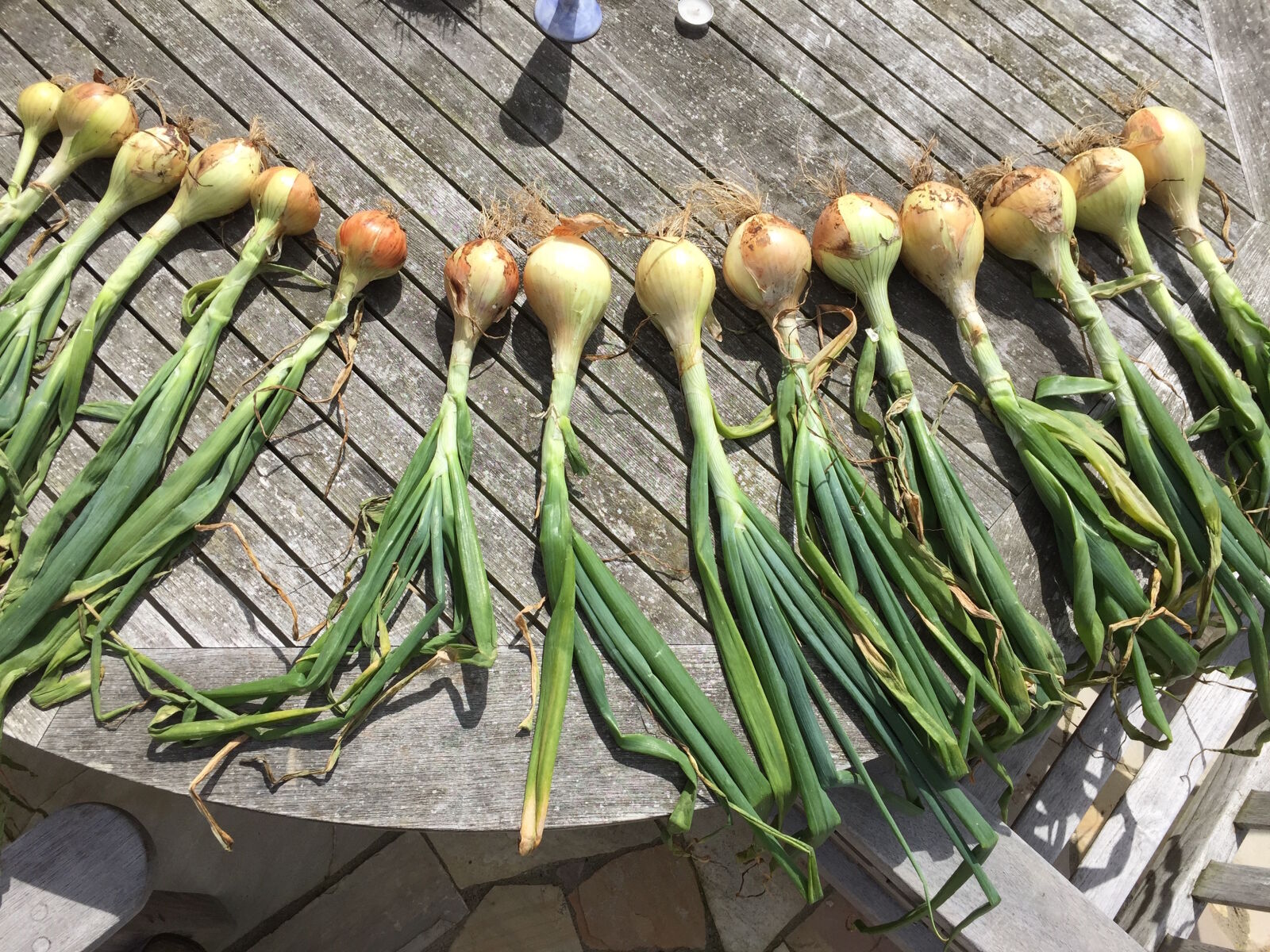 Apple iPhone 6 sample photo. Onions photography