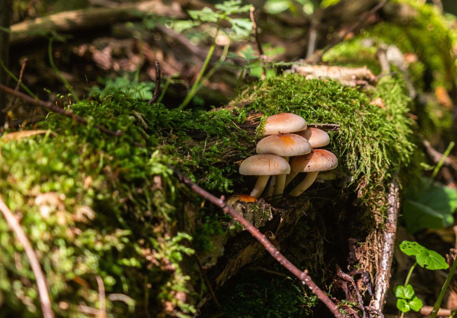 Samsung NX 18-55mm F3.5-5.6 OIS sample photo. Forest, mushrooms, nature photography