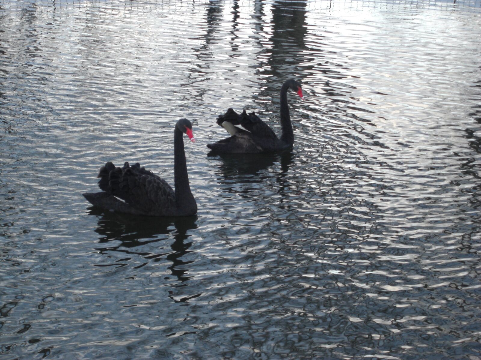 CASIO EX-Z1050 sample photo. Swan, lake, water photography