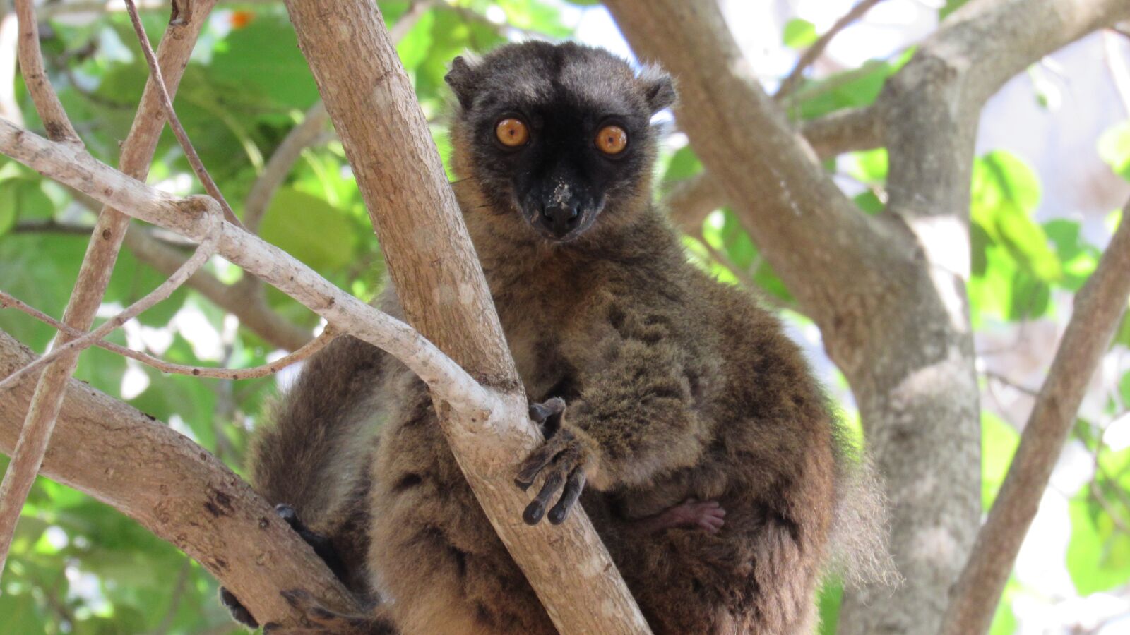 Canon PowerShot SX520 HS sample photo. Tree, animal, lemur photography